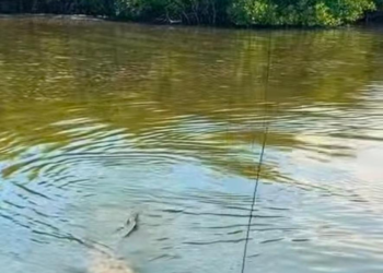 Denuncian malas prácticas con cocodrilos en Cozumel