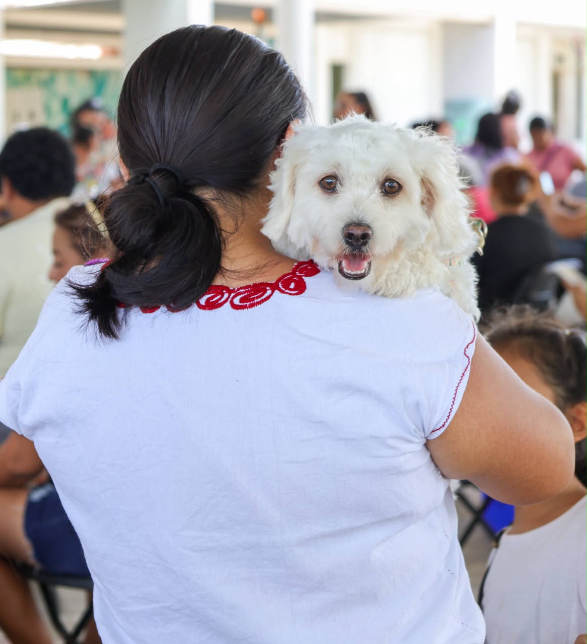 Benito Juárez realiza jornada de esterilización animal