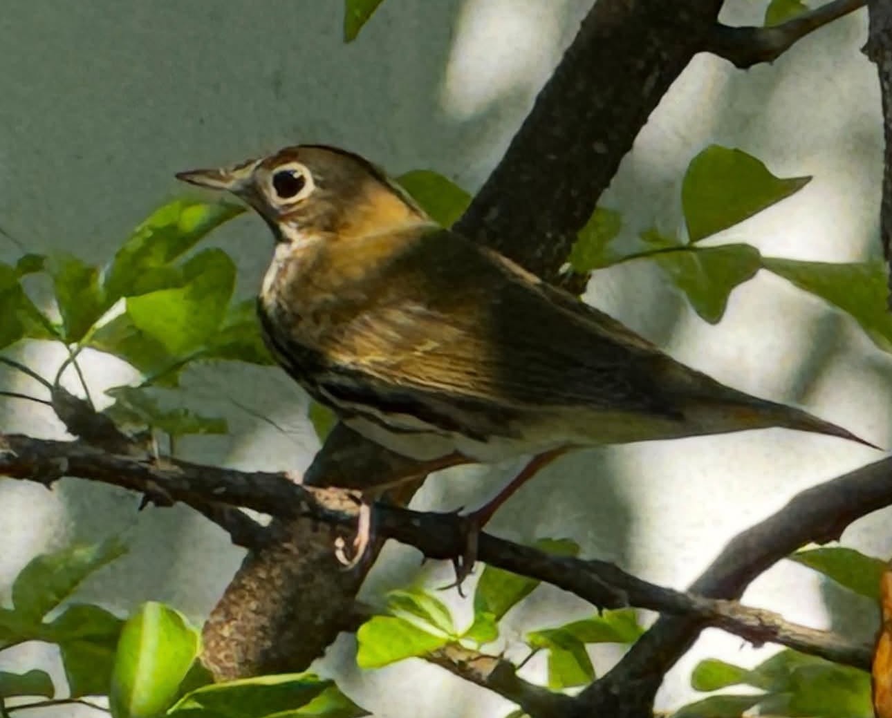Disminuye presencia de aves en Zona Maya de Quintana Roo