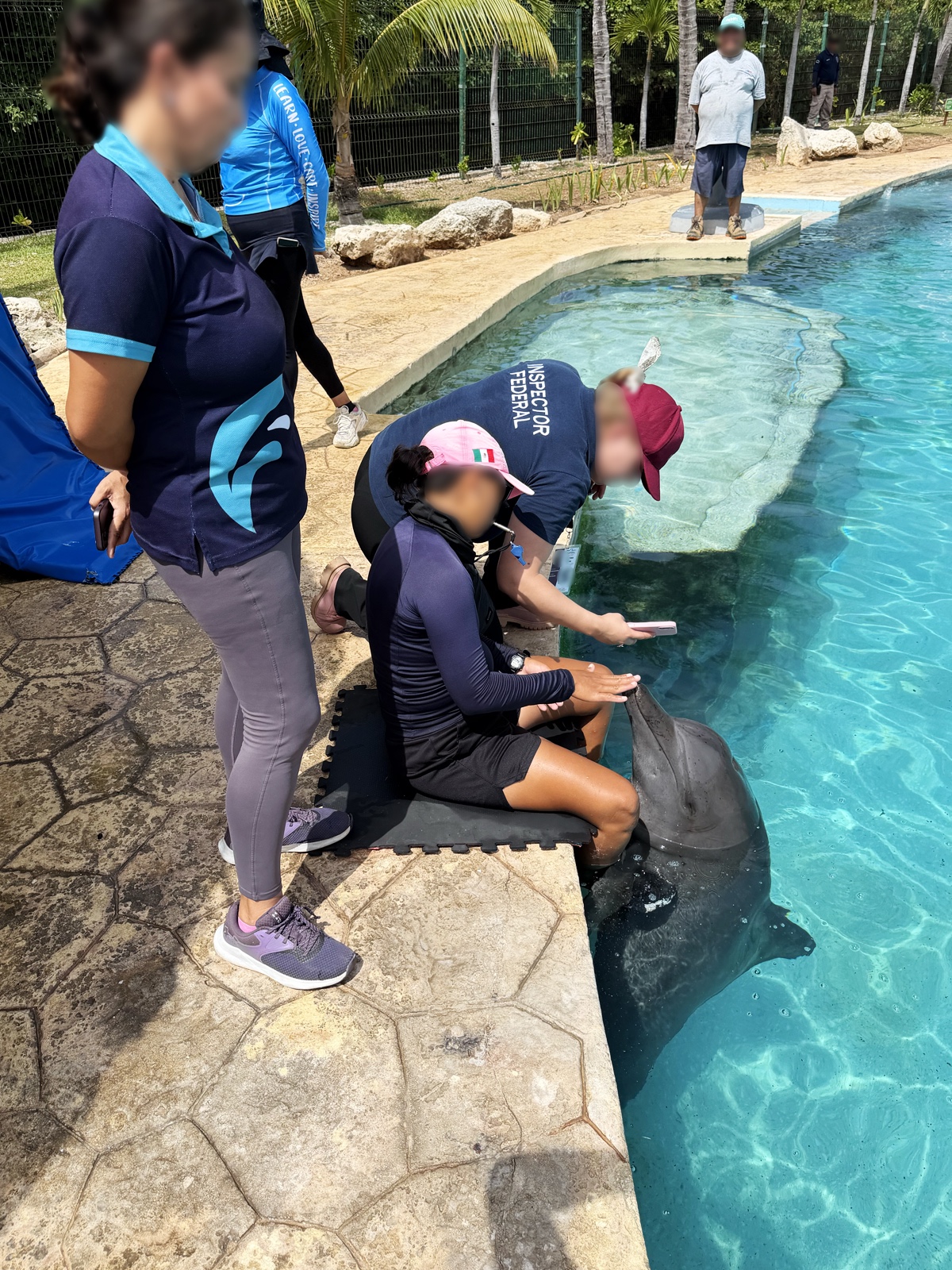 Profepa evalúa traslado de seis delfines en Cancún