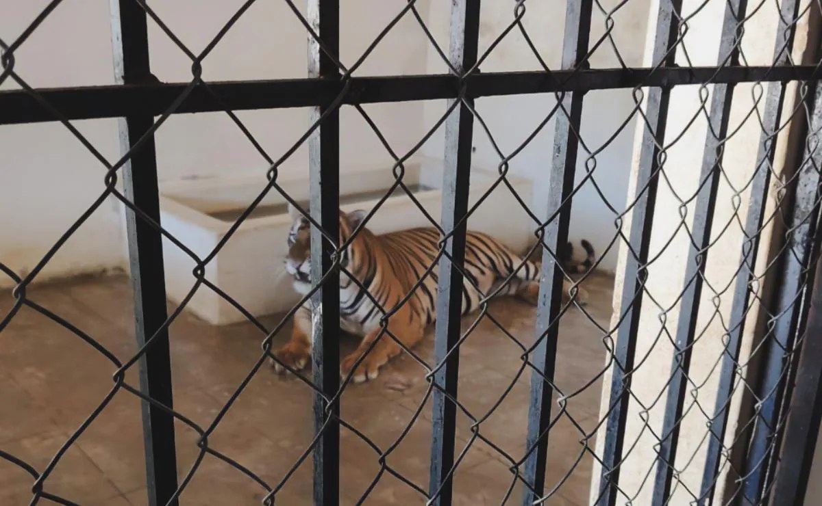 Interpol incauta más de mil animales traficados en América Latina