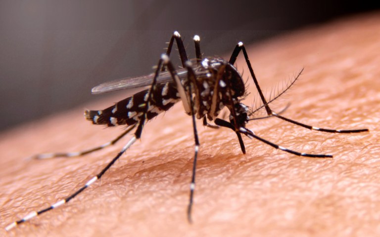 Florida reporta mayor brote de dengue en más de una década