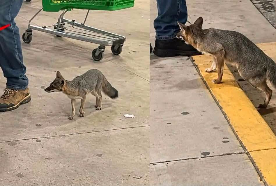 Confirman rabia tras sacrificio de zorro gris en Cancún