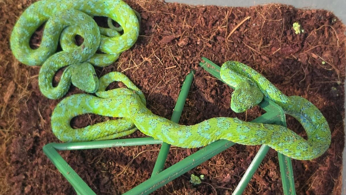 Detienen a mexicano con 90 reptiles en Alemania