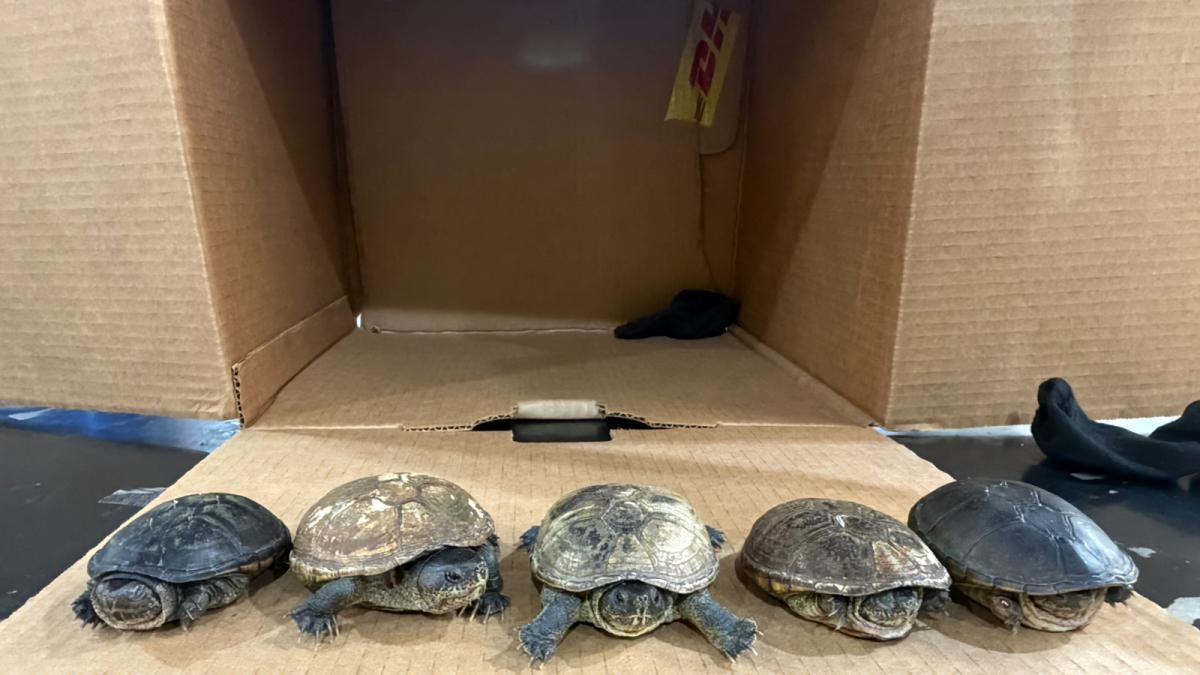 Frustran envío ilegal de tortugas endémicas a Malasia