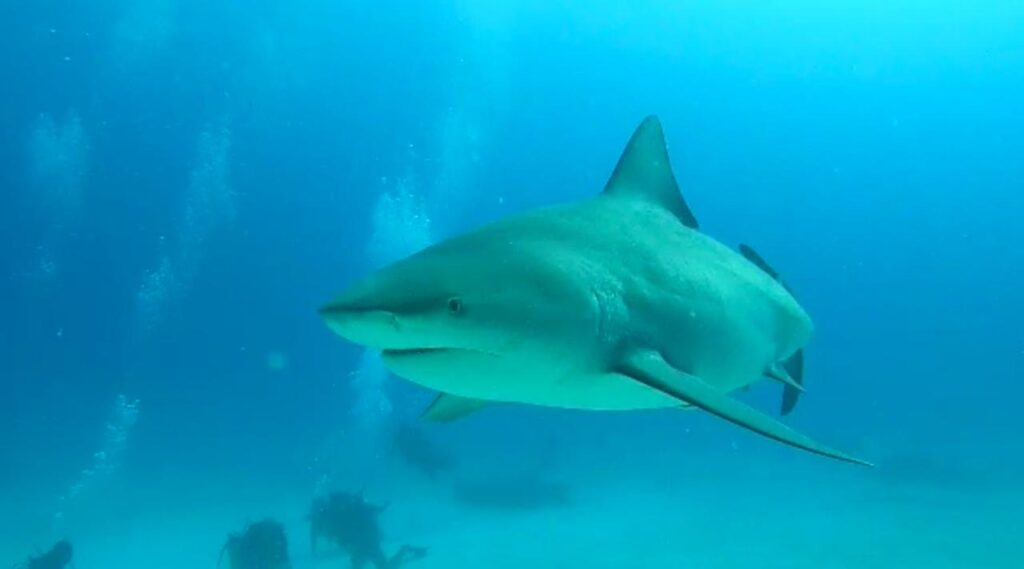 Primeros avistamientos de tiburón toro en Playa del Carmen