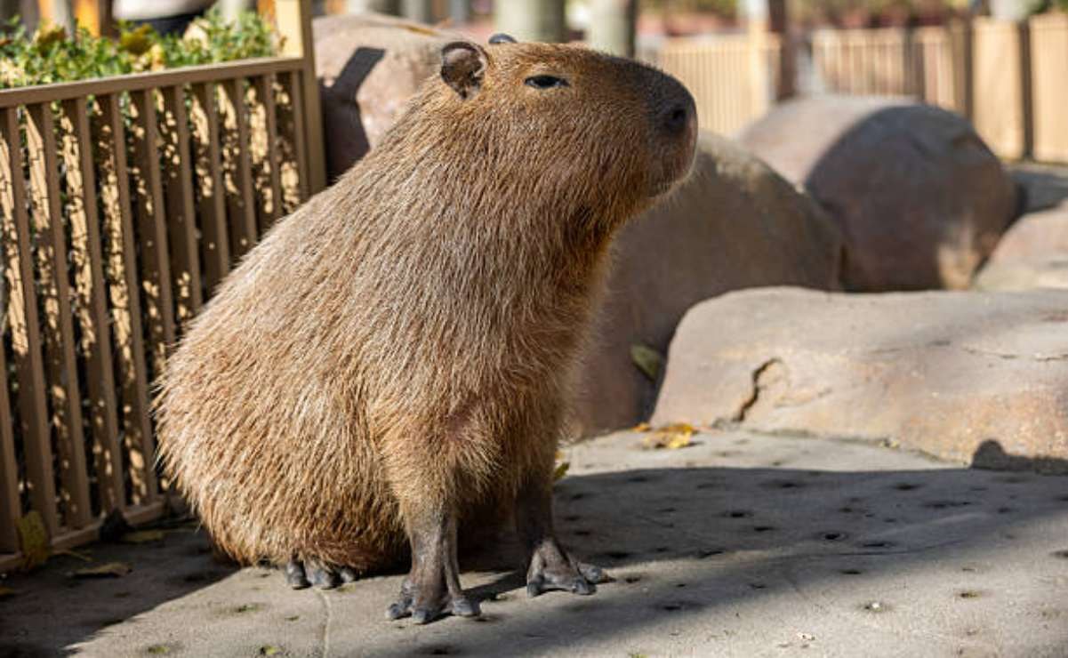 Denuncian a hombre por disparar a capibaras en Buenos Aires