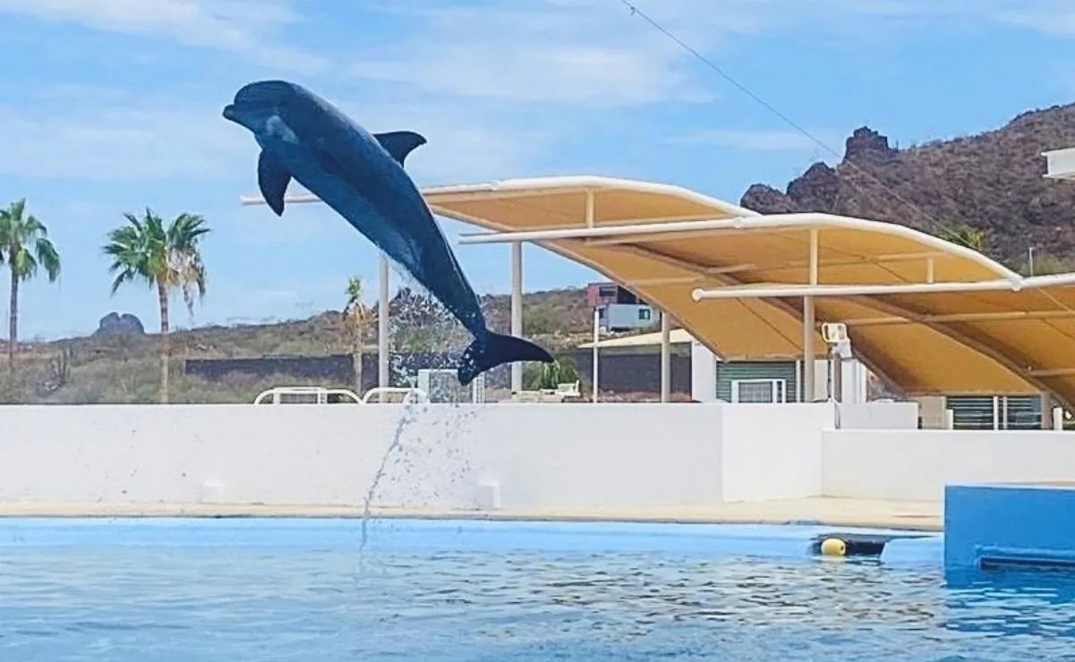 Profepa revela causa de muerte del delfín Moana en Sonora