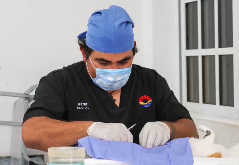 Benito Juárez realiza jornada de esterilización animal