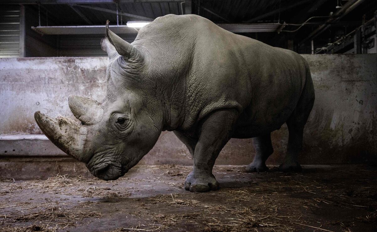 Trasladan rinoceronte blanco Wami de París a México
