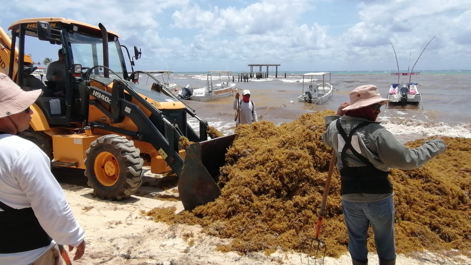 Sargazo provoca mortandad en ecosistemas de Quintana Roo