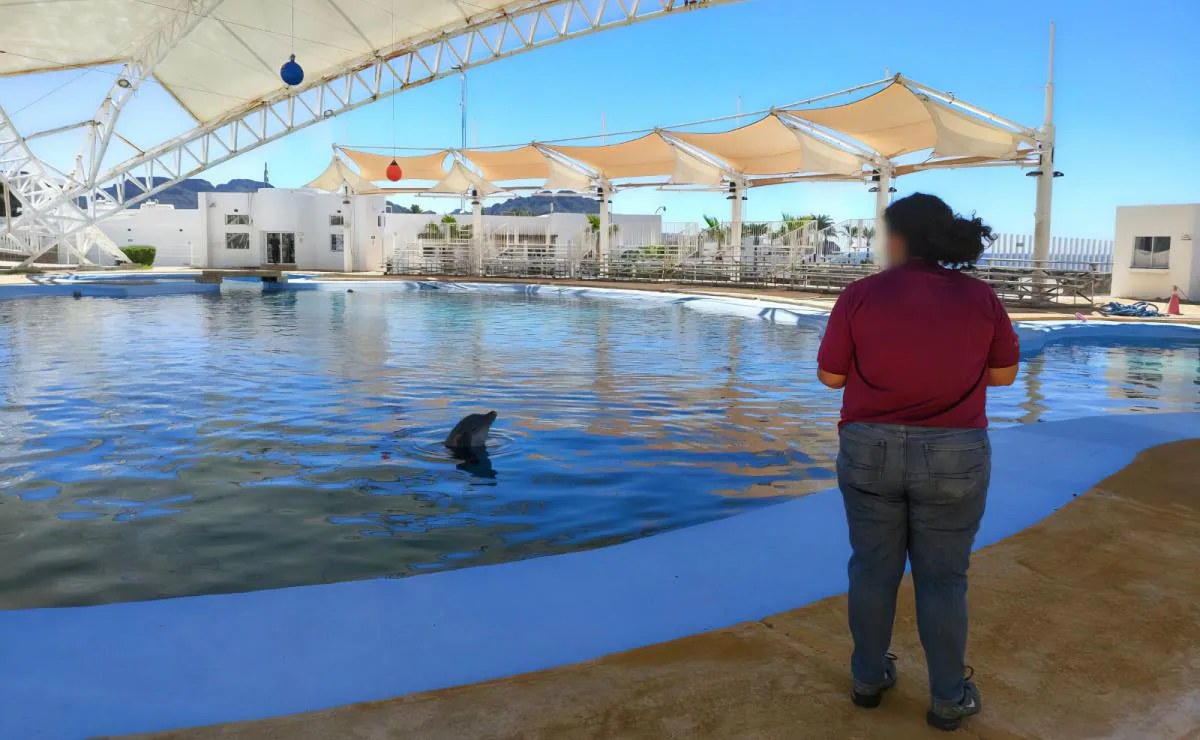 Profepa investiga muerte del delfín Moana en Sonora