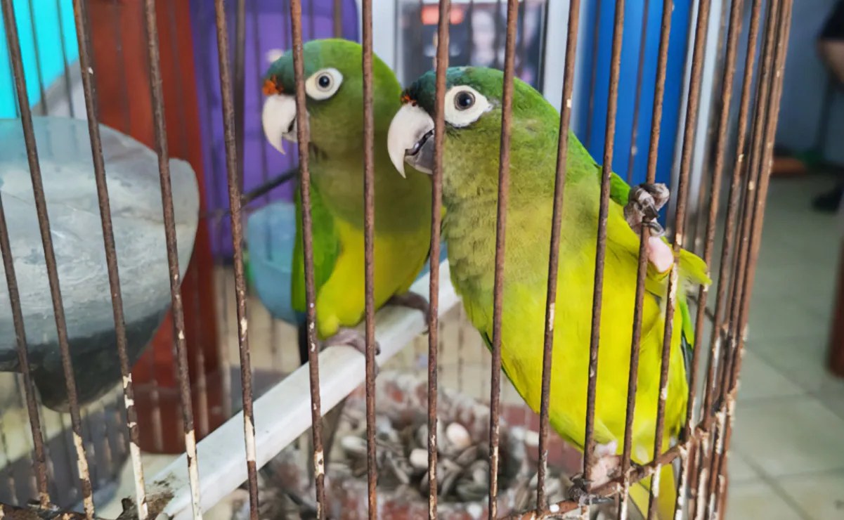 Profepa asegura 10 loros y pericos en Colima e Hidalgo