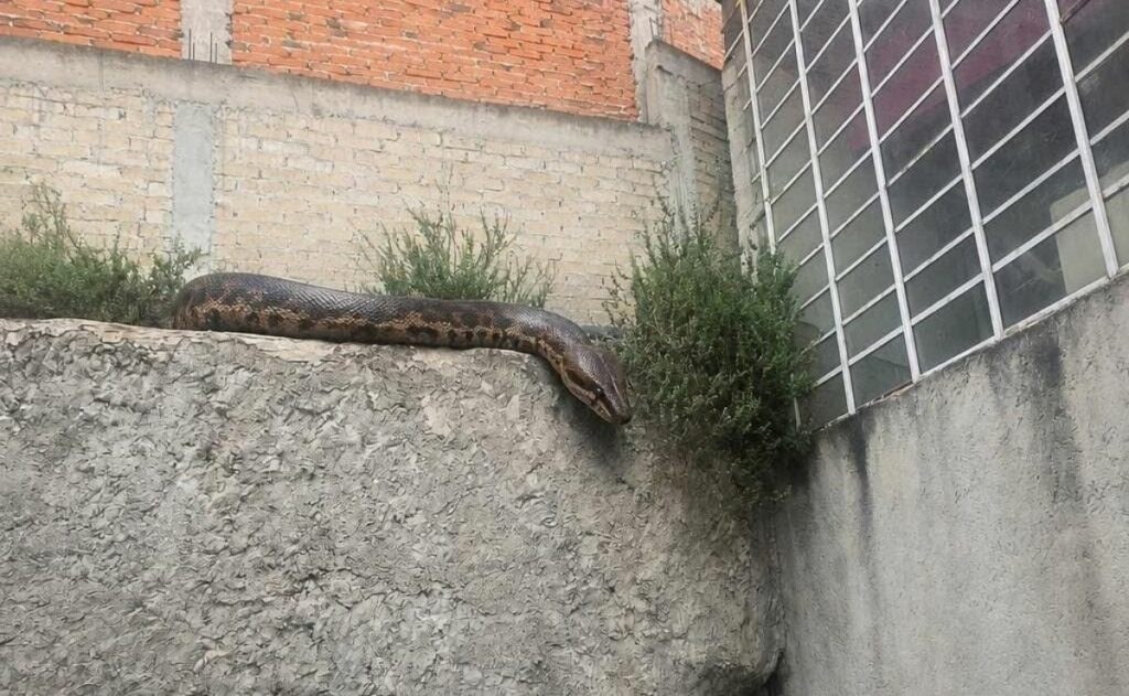 Alertan por serpiente suelta en Atizapán de Zaragoza