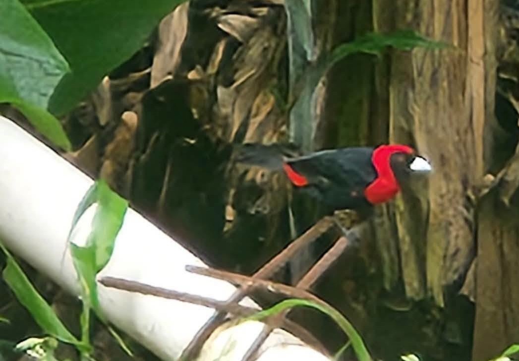Disminuye presencia de aves en Zona Maya de Quintana Roo