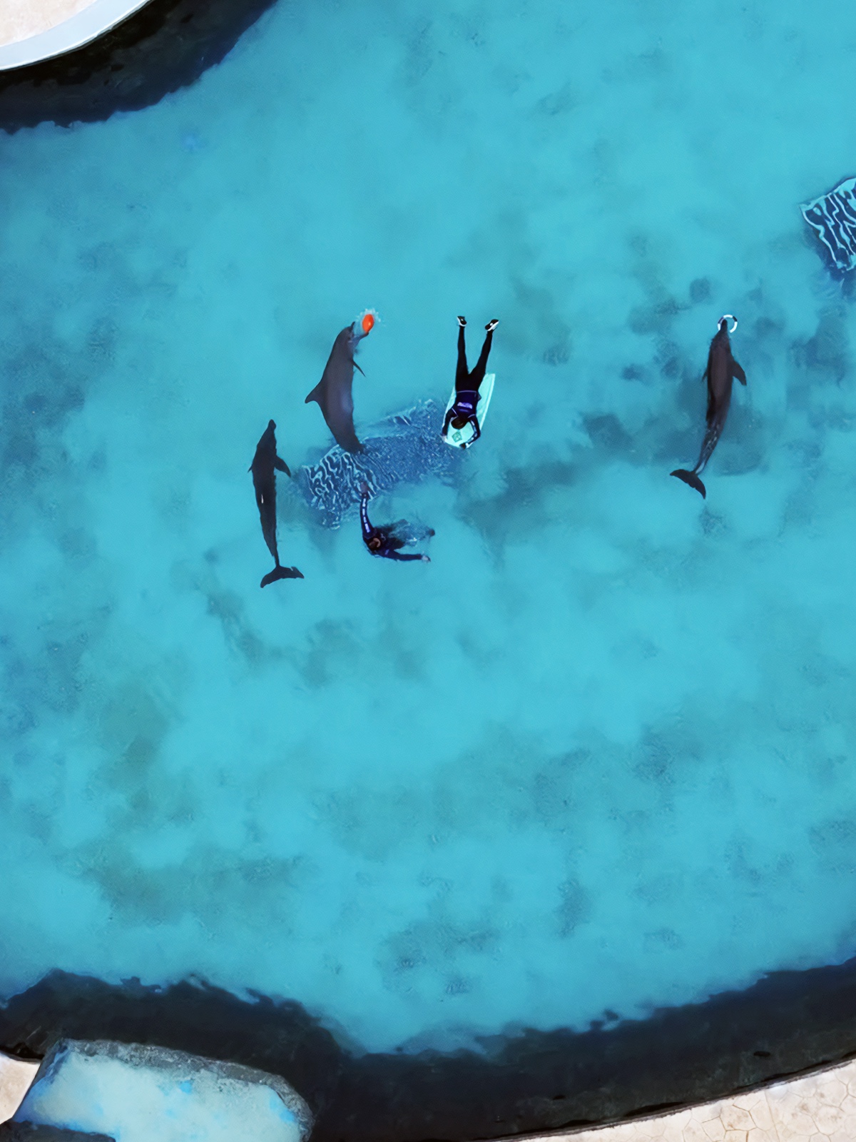 Profepa evalúa traslado de seis delfines en Cancún