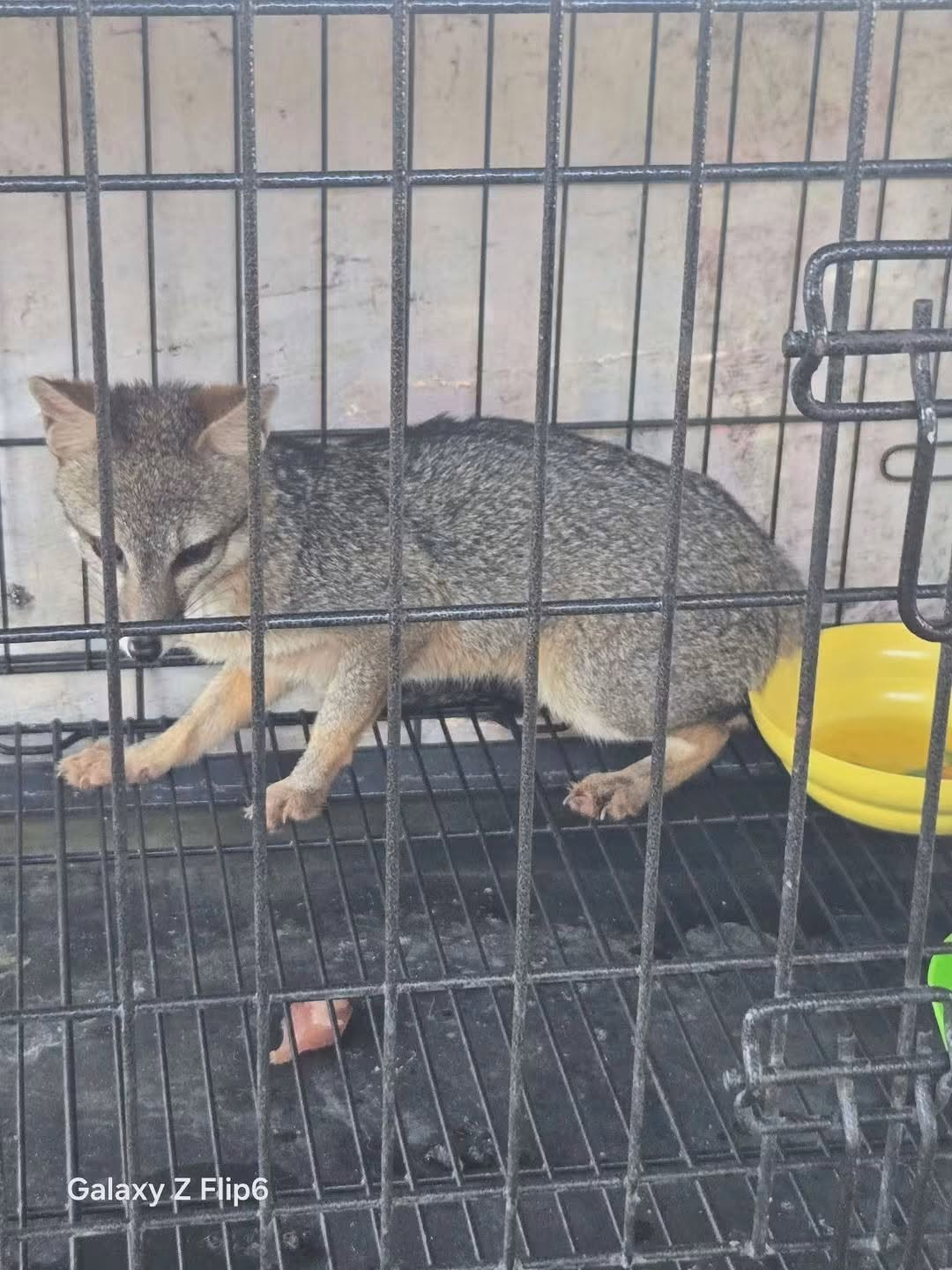 Confirman rabia tras sacrificio de zorro gris en Cancún