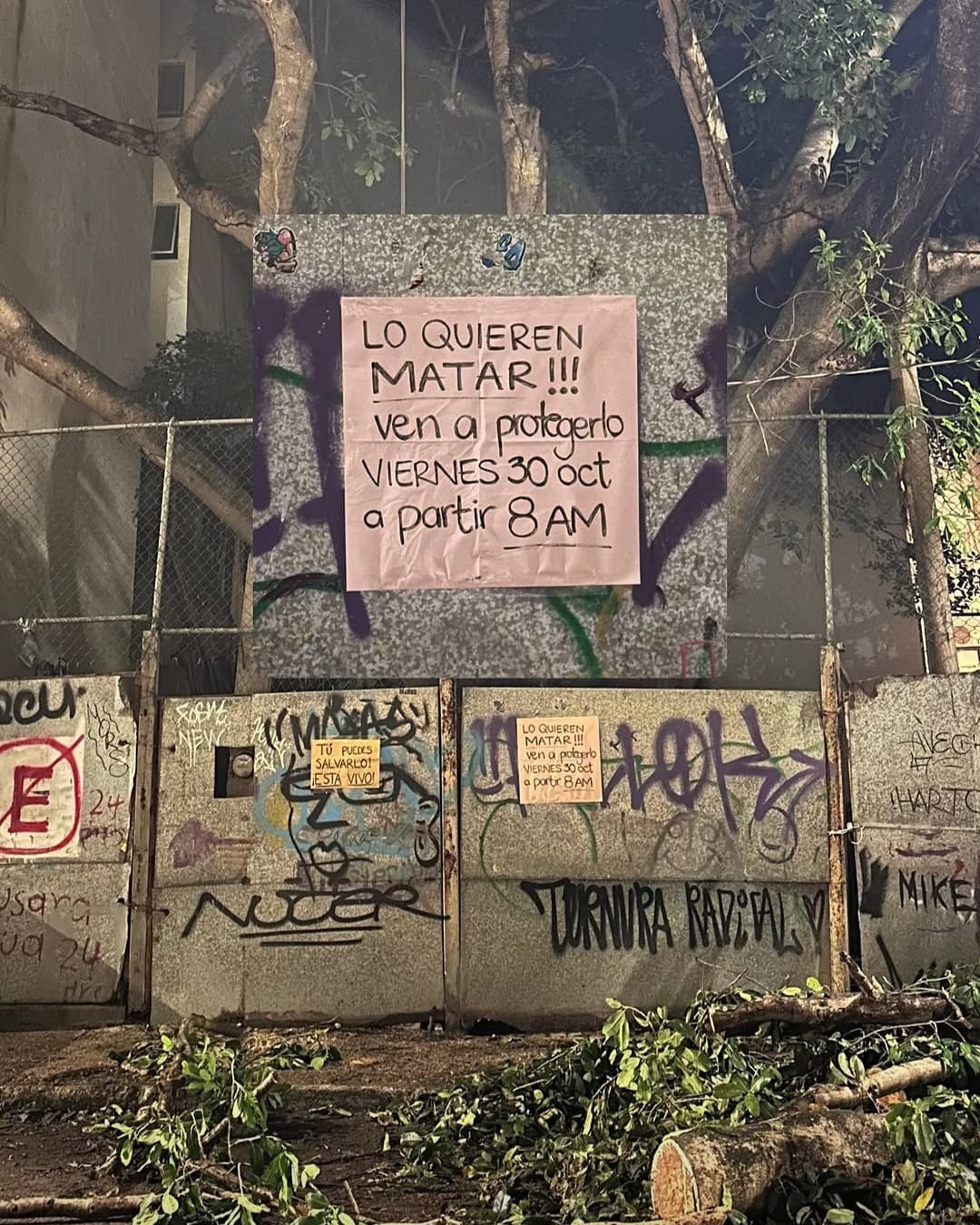 Vecinos bloquean traslado de álamo en Playa del Carmen