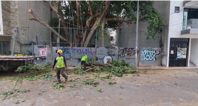 Trasladan álamo en Playa del Carmen pese a quejas vecinales