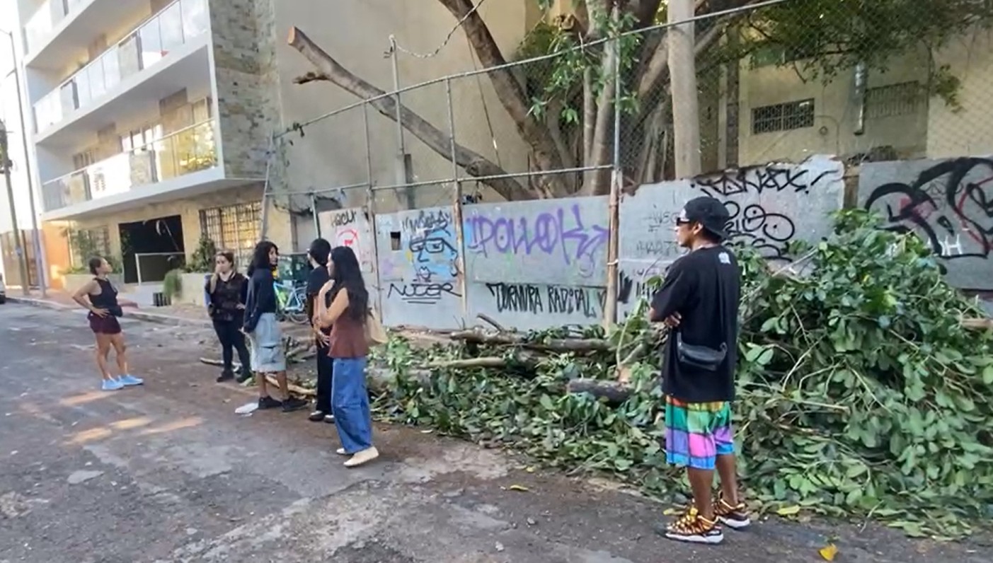 Vecinos bloquean traslado de álamo en Playa del Carmen