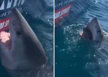 VIDEO; Mujer intenta acariciar tiburón blanco y casi la muerde