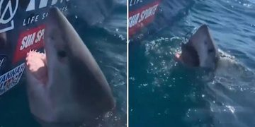 VIDEO; Mujer intenta acariciar tiburón blanco y casi la muerde