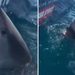 VIDEO; Mujer intenta acariciar tiburón blanco y casi la muerde