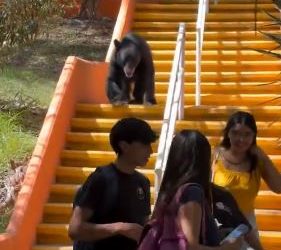 VIDEO; Oso negro en Monterrey sorprende a estudiantes