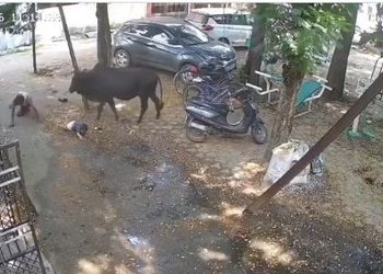 VIDEO; Toro embiste a padre con su hijo