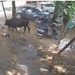 VIDEO; Toro embiste a padre con su hijo