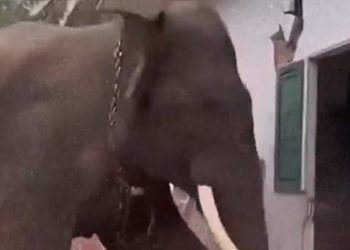 VIDEO: Elefante ataca a su cuidador y desata 13 horas de caos