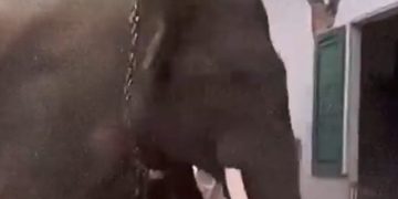 VIDEO: Elefante ataca a su cuidador y desata 13 horas de caos