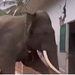VIDEO: Elefante ataca a su cuidador y desata 13 horas de caos