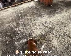VIDEO; Perro controla la piñata y causa sorpresa en redes sociales
