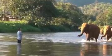 VIDEO; Elefantes reconocen a su cuidador después de un año sin verlo