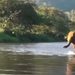 VIDEO; Elefantes reconocen a su cuidador después de un año sin verlo
