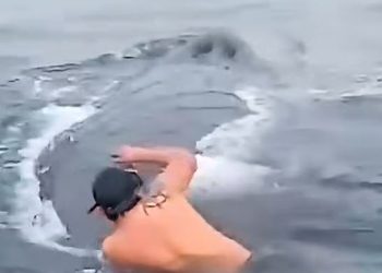 VIDEO; Pescador rescata a ballena atrapada en una red