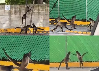 Monos araña pelean en estacionamiento de Puerto Morelos