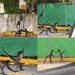 Monos araña pelean en estacionamiento de Puerto Morelos