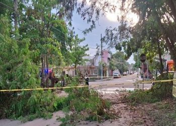 Árbol caído deja sin luz a familias en Chetumal