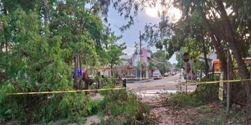 Árbol caído deja sin luz a familias en Chetumal