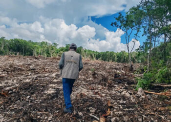 La Profepa impuso una clausura total temporal a un predio de Playa del Carmen, Quintana Roo, donde detectó la remoción de vegetación forestal en 14 mil 632 metros cuadrados.