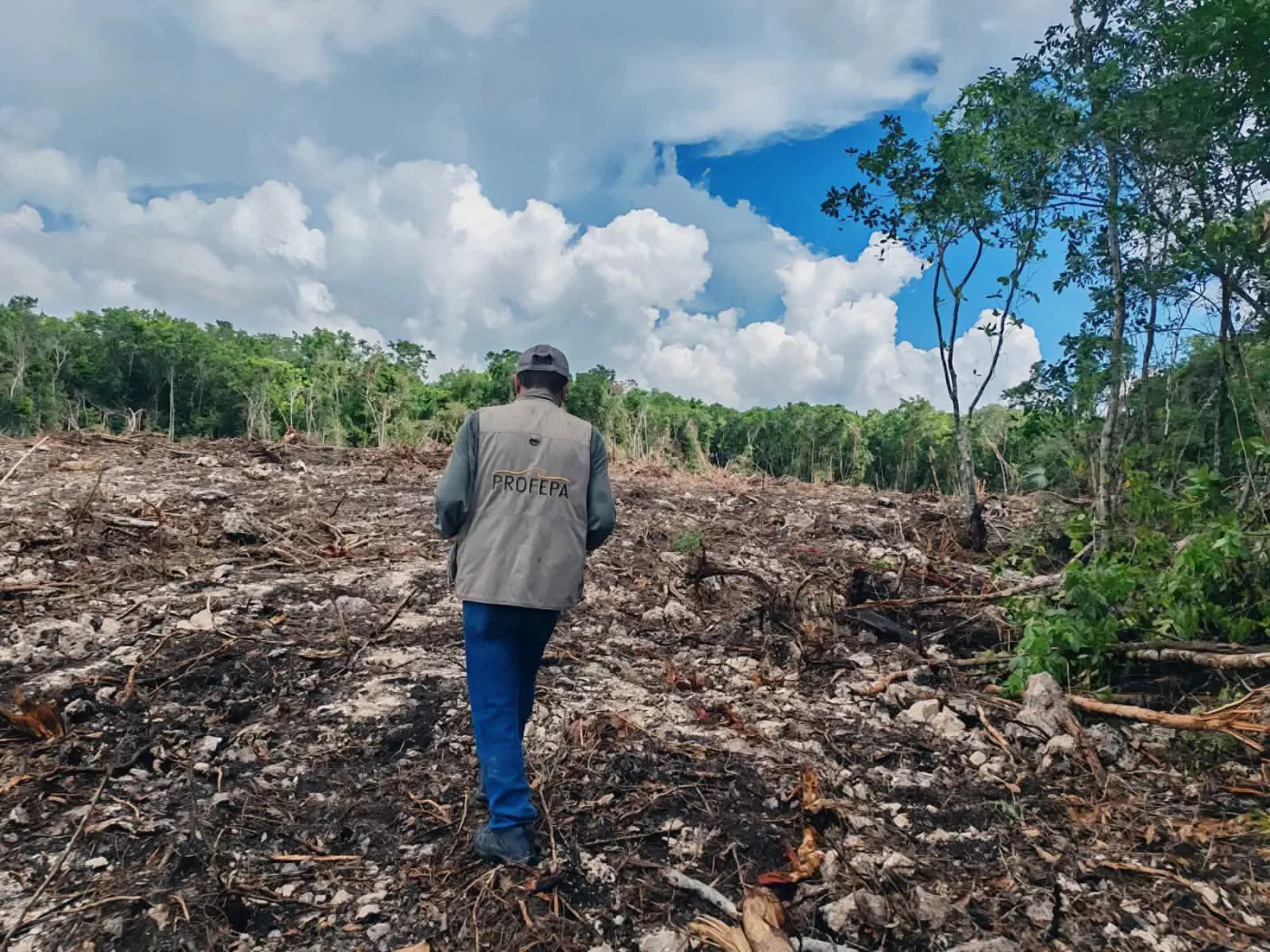 La Profepa impuso una clausura total temporal a un predio de Playa del Carmen, Quintana Roo, donde detectó la remoción de vegetación forestal en 14 mil 632 metros cuadrados.
