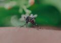 Primer plano de un mosquito posado sobre la piel, con fondo verde desenfocado.