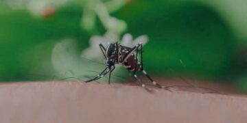 Primer plano de un mosquito posado sobre la piel, con fondo verde desenfocado.